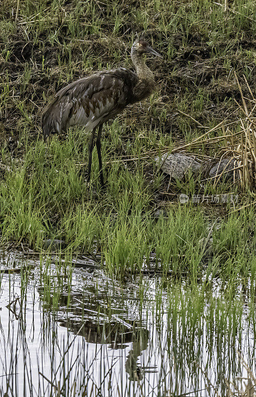 沙丘鹤(Antigone canadensis)是北美洲的一种大型鹤，发现于怀俄明州的黄石国家公园。